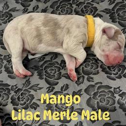 Great Dane Puppies Available in Shelbyville, il