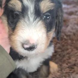 Bernedoodle Puppies Ready for New Homes in Grand Junction, co