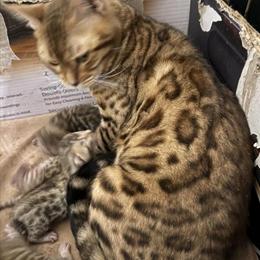 Bengal kittens ready for new homes in April/May 2026 in Columbus, oh