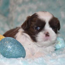 Shih Tzu Puppies Available for Adoption in Mercer, pa