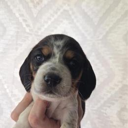 Beagle Puppies Available in Bryan, oh