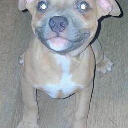 American Bully Puppies from Team Green Kennels in Indianapolis, in