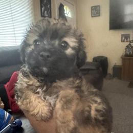 Teddy Bear Puppy - Male, ICA Registered, Available January 2026 in Cincinnati, oh
