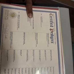 Rottweiler Female Pup for Rehoming in Pinehurst, nc