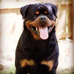 German Shepherd Female, 2 Years Old, AKC Registered in Pinehurst, nc