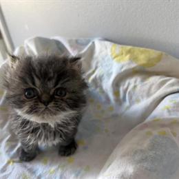 Persian kitten ready after February 2 in Palm Coast, fl