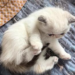 Persian Exotic Kittens Available in Palm Coast, fl