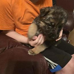 German Shepherd Puppies: 1 Male and 1 Female Available in Merrillville, IN in Chicago, il