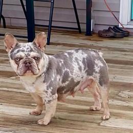 French Bulldog Puppies for Sale - 9 Weeks Old in Chester, va