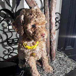 Labradoodle and Goldendoodle Puppies for Loving Homes in Roseville, ca