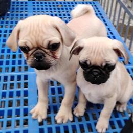 Pugs for Adoption in Porterville, ca