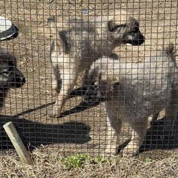 Caucasian Shepherd Pups Available in Arlington, va