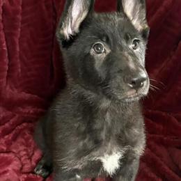 German Shepherd Puppies Ready for Forever Homes in Burton, mi