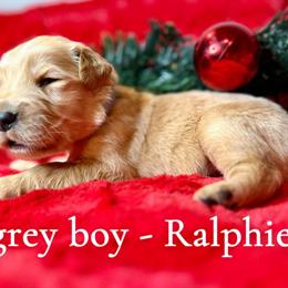 Golden Retriever Puppy Ready for a Loving Home in Spartanburg, sc