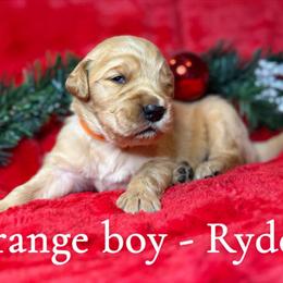 Golden Retriever Puppy Looking for a Loving Home in Spartanburg, sc