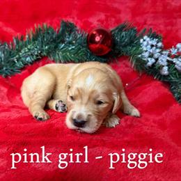 Golden Retriever Puppy Looking for a Loving Home in Spartanburg, sc