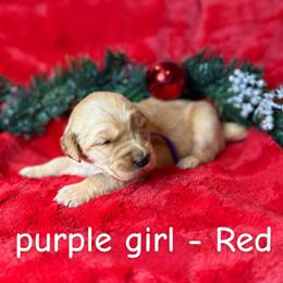 Golden Retriever Puppy Looking for a Loving Home in Spartanburg, sc