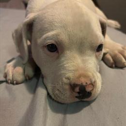 Pit Bull Puppies - 9 Weeks Old, 1 Male and 1 Female in Hillsdale, mi