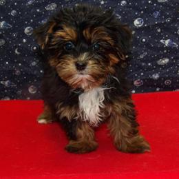 Shorkie Puppy Juliet - Sweet Female Ready for Adoption in Paterson, nj
