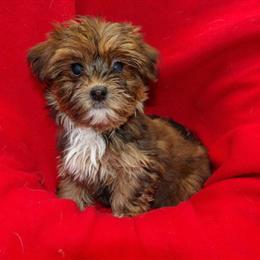 Shorkie Puppy June - Sweet Female Ready for Adoption in Paterson, nj