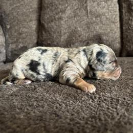 Mini Bernedoodle Available for Adoption in Decatur, in