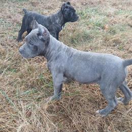 Cane Corso Puppies - 3 Months Old in Hempstead, ny