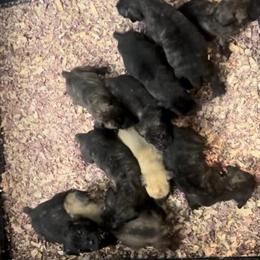 Cane Corso Puppies Available in Atlanta, ga
