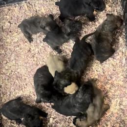 Male Cane Corso Puppies Available in Atlanta, ga