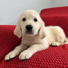 Golden Retriever Puppies Ready for Adoption in Miami, fl