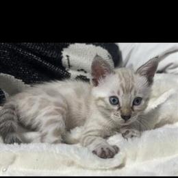 Savanah Kitten Looking for a New Home in Detroit, mi