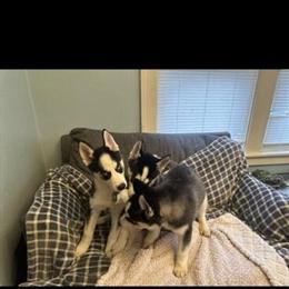 Siberian Husky Puppies Seeking Loving Homes in Detroit, mi