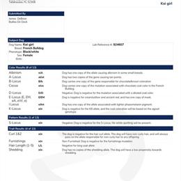 French Bulldog Female Koi for Sale in Houston, tx