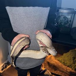 Ball Python Rugrat - Friendly and Playful in Salem, nj