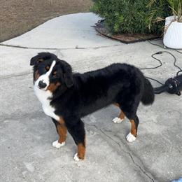 Bernese Mountain Dog Puppy Available in Orlando, fl