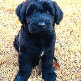 Giant Schnauzer Female Puppy in Atlanta, ga
