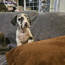 Great Dane Puppies Available in Ames, ia