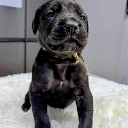 Cane Corso Puppies for Rehoming - AKC Registered in Corpus Christi, tx