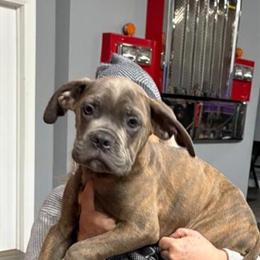 Cane Corso Puppies Available - AKC Registered in New York, ny