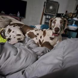 Great Dane Adults for Adoption in Ames, ia