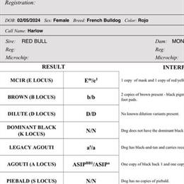 French Bulldog Puppies – AKC Registered and Raised in Loving Home in Rocklin, ca