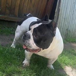 Micro Bully Stud Available for Breeding in Jackson, mi
