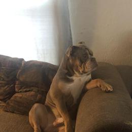 Olde English Bulldogge Stud Service Available in Jackson, mi