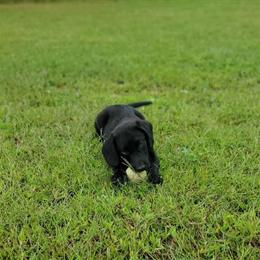 Chesador Puppies Available - Labrador and Chesapeake Bay Retriever Mix in Lansing, mi