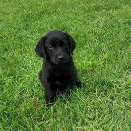 Chesador Puppies Available Now - Labrador and Chesapeake Bay Retriever Mix in Lansing, mi