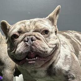 French Bulldog Pups Available in Atlanta, ga