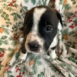 Blue Heeler Puppies Available in Dahlonega, ga