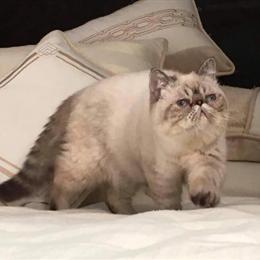 Exotic Shorthair Kittens Available - Brown Tabby and Chocolate Point Males in Owensboro, ky