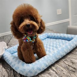 Tiny Red Teacup Poodle Stud Available in Naples, fl
