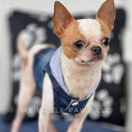 Chihuahua Stud Available - Proven and CKC Registered in Naples, fl