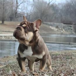 Stud Service for Compact Rojo and Tan Dog in Independence, mo